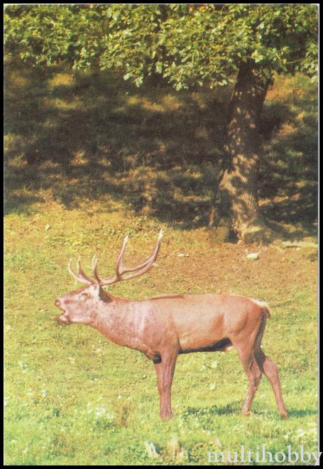 Muzeul Judetean - Sectia Stiintele naturii - Cerbul carpatin